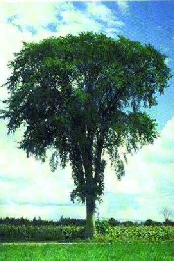 Orme d'Amérique